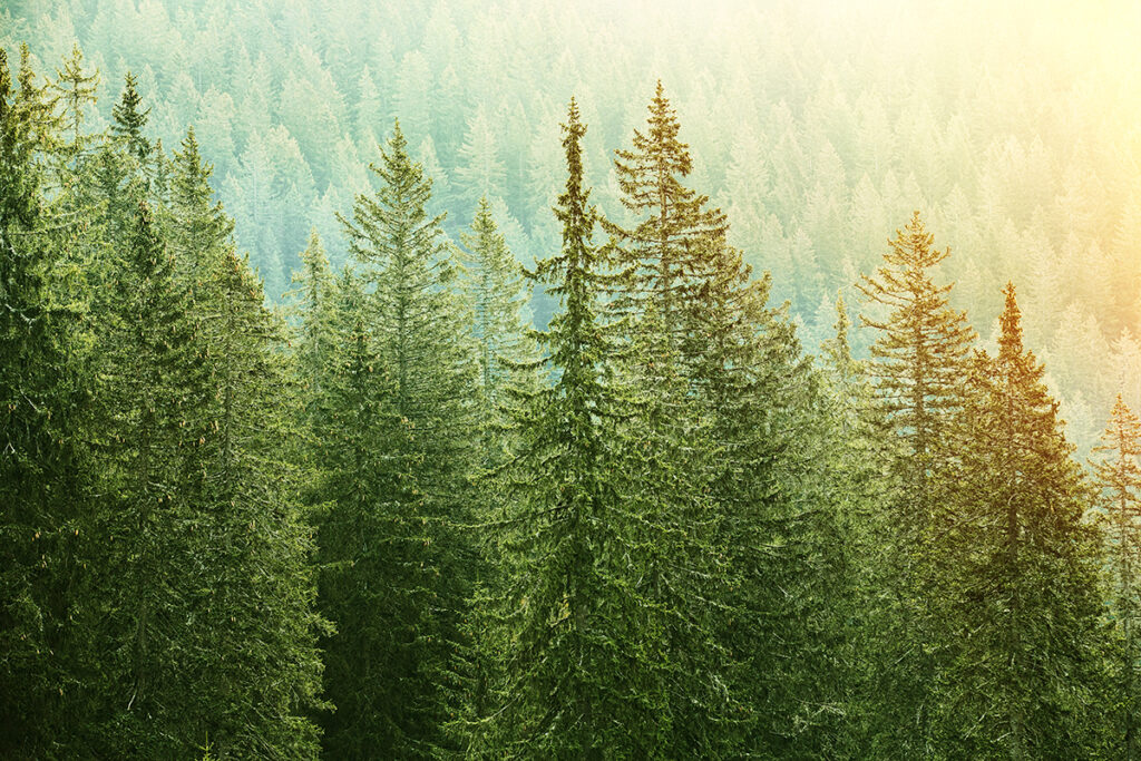 About us and our mission of sustainability. Healthy pine forest to indicate our mission of sustainability.